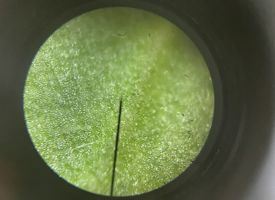 Leaf cell