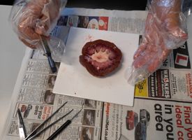 Ks3 science kidney dissection photo 04