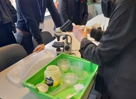 Year 10 science daphnia experiment 01