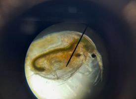 Year 10 science daphnia experiment 03