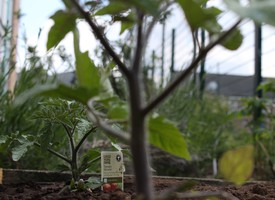 Garden Tomato Plants