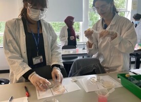 A level biology required practical 6