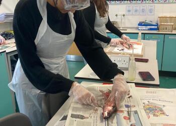 British Science Week - Fish Gill Dissection